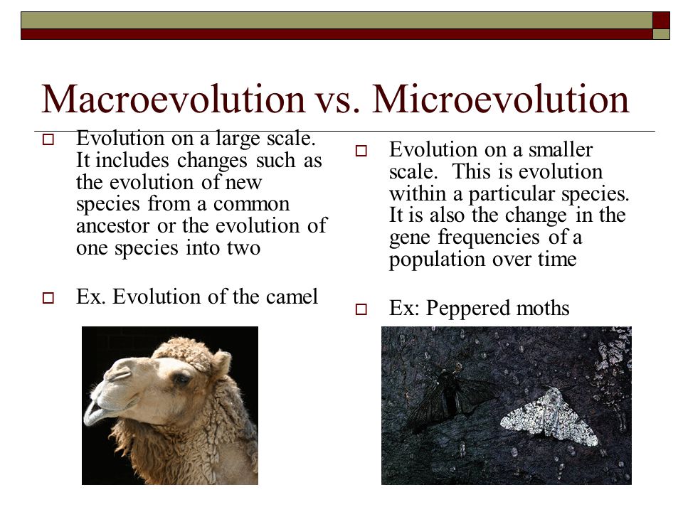 Microevolution vs. Macroevolution